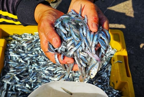 Loài cá “bổ hơn cá hồi”, giàu canxi hơn sữa bò, chợ bán chỉ 30 nghìn/kg