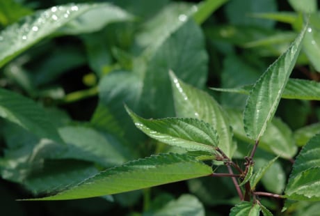 2 loại rau sạch hiếm khi “ngậm” hóa chất, loại đầu tiên mọc dại quanh nhà