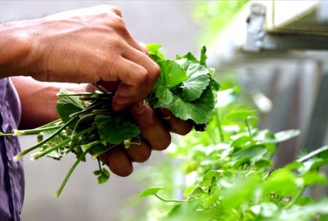 3 loại lá mát gan, loại bỏ độc tố tích tụ lâu ngày
