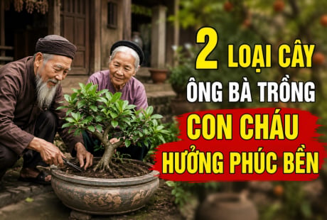 2 loại cây ông bà trồng con cháu hưởng phúc bền