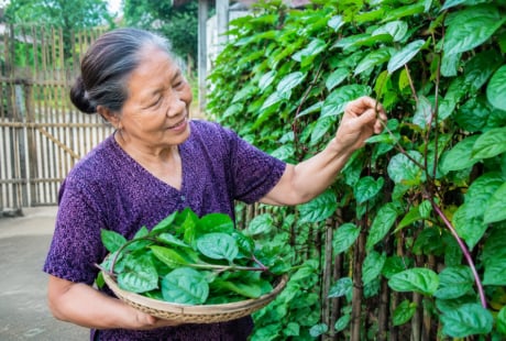Vì sao người xưa thích trồng mùng tơi leo hàng rào?