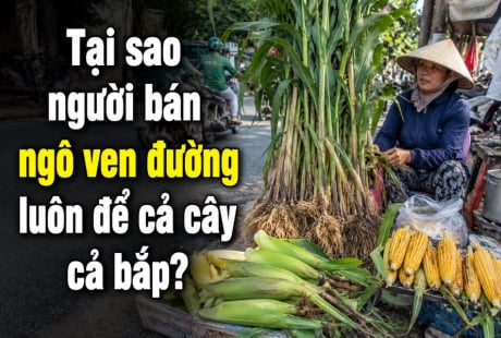 Tại sao người bán ngô ven đường luôn để cả cây cả bắp?