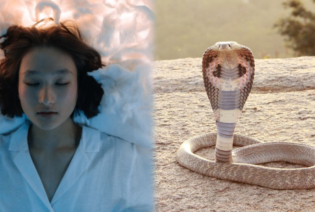 Mơ thấy rắn là tốt hay xấu? Giải mã giấc mơ về rắn khiến nhiều người lo lắng bấy lâu nay
