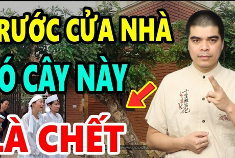3 cây ác chớ trồng trước nhà: Đặc biệt loại thứ nhất, chặt ngay kẻo hối hận không kịp