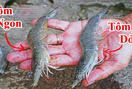 Chọn mua tôm thẳng hay tôm cong thì tươi ngon, nhiều chất hơn?