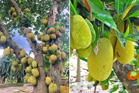 Vì sao người xưa khuyên không được trồng cây mít trước nhà?