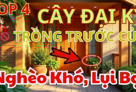 3 không đắt trước nhà, 4 không trồng trong vườn: Đó là gì?
