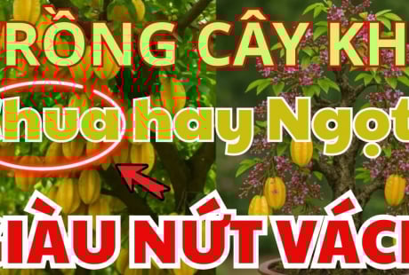 Trước cửa nên trồng cây khế Chua hay Ngọt thì tốt hơn? Hóa ra nhiều người làm sai
