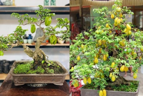 Trồng cây khế phong thủy nên trồng cây khế chua hay ngọt để giàu có tài lộc? Lưu ý phải nhớ trồng khế