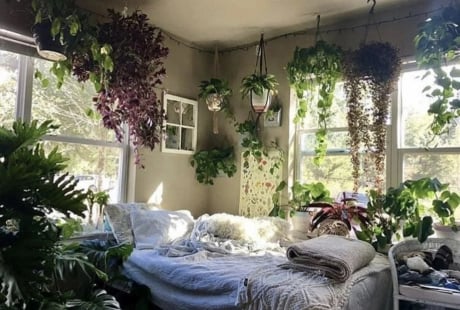 Người xưa chỉ ra: 'Trồng cây cảnh ở 3 nơi, hoa héo, người ốm, tài lộc thất thoát'