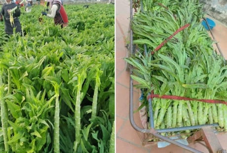 Loại rau phơi khô trông cỏ nhưng xưa là cống phẩm cho vua, nay bán giá cao vẫn được nhiều người săn lùng