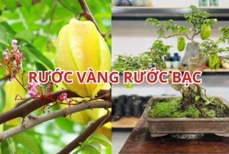 Mẹo trồng cây khế phong thủy sai hoa trĩu quả, rước vàng rước bạc vào nhà