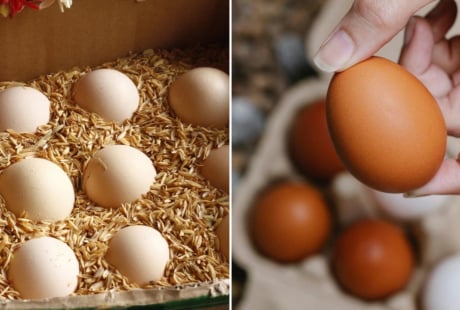 Bảo quản trứng không cần tủ lạnh không khó, làm theo cách này, để cả tháng trứng vẫn tươi ngon