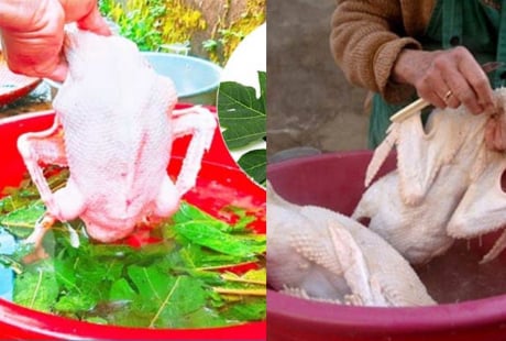 4 Mẹo làm sạch lông vịt, nhổ sạch lông măng, thịt không bị hôi