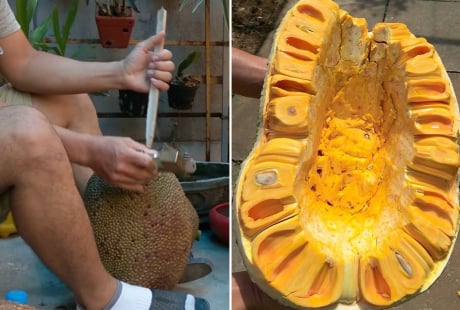 Đóng cọc vào mít có tác dụng gì?