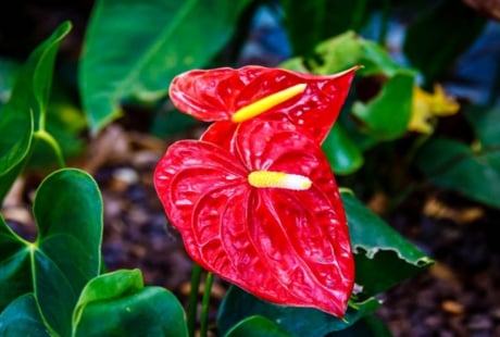 Loài hoa này đỏ rực, tượng trưng cho ngọn lửa của tình yêu thật cuồng nhiệt và còn hơn thế nữa...