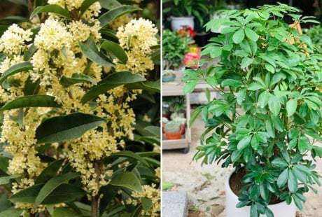 5 loại cây cảnh hút tài lộc hợp cả 5 mệnh, trồng trước nhà là tốt nhất