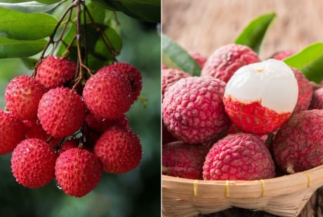 Lưu ý khi ăn vải để không bị nóng trong