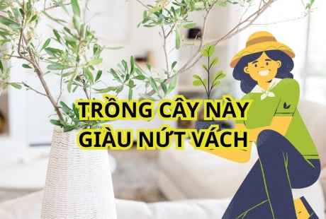 3 loại cây cảnh hợp cả 5 mệnh, dễ trồng dù nhà chật hay rộng, giàu hay nghèo đều trồng được