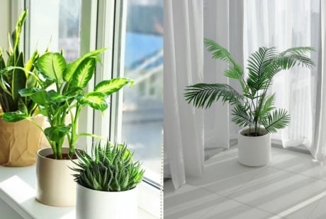 Cách đặt cây xanh trong nhà giúp chiêu tài hút lộc, tiền bạc không mời cũng đến