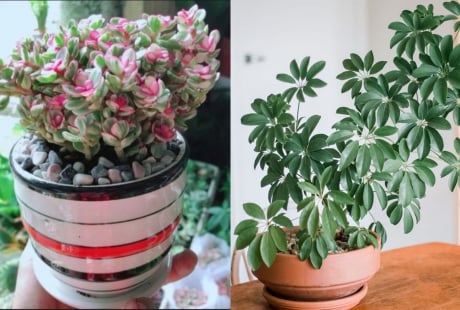 6 cây cảnh phong thủy mang tài lộc vào nhà, ai cũng nên trồng ít nhất một chậu để đổi vận