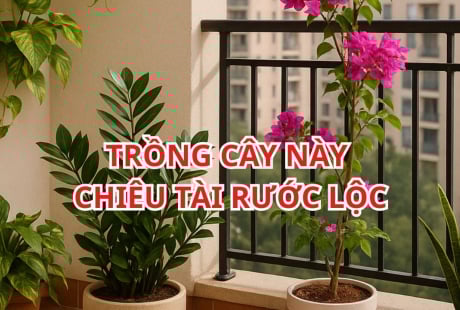 Đặt đúng 1 trong 5 loại cây này ở Ban Công, Vận May kéo đến không ngừng nghỉ, nhanh chóng Giàu sang