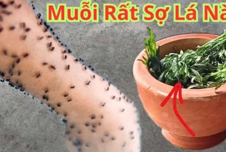 Không cần phun thuốc hay vượt muỗi: Bỏ nắm lá này vào phòng, muỗi sợ hãi bay xa, yên tâm ngủ ngon