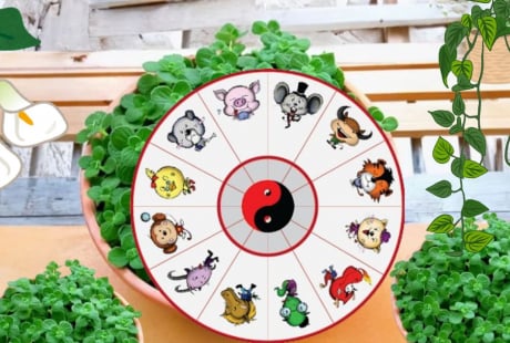Chọn Cây cảnh Phong thủy cho 12 con giáp, Cây hợp Tuổi để Thu hút Tài Lộc, Gánh Vàng Hốt Bạc Giàu sang