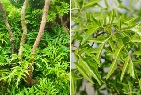 Cây Đinh Lăng hút tài lộc: Người thuộc 3 mệnh này trồng là hợp nhất, mang phú quý vào nhà