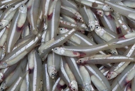 Đi chợ thấy 7 loại cá này phải mua ngay: Bổ ngang nhân sâm, giá rẻ, không lo tăng trọng
