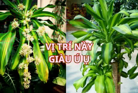 Trồng cây Thiết Mộc Lan thu hút tài lộc, chớ đặt linh tinh, nhớ vị trí này để rước vận may giàu có