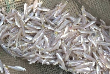 Đi chợ gặp 6 loại cá này mua ngay kẻo hết: Cá tự nhiên giá bình dân, bổ dưỡng như nhân sâm tổ yến
