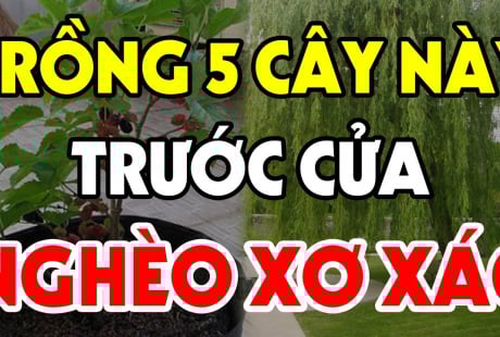 Cây âm vào nhà, gia đình không nghèo cũng bại, chặt bỏ đi đừng tiếc