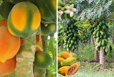 Quả đu đủ dùng thắp hương mang ý nghĩa tài lộc đủ đầy: Vậy có nên trồng cây đu đủ trước nhà?