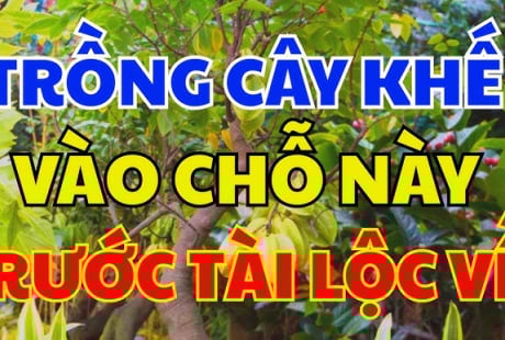 Vị trí trồng khế tốt nhất: Chỉ cần 1 cây ở vị trí này tiền vào như nước, sung túc trọn đời