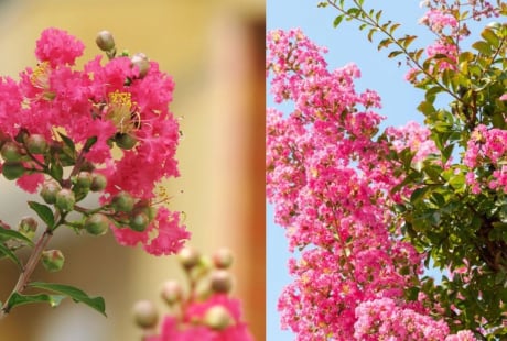 Vì sao nhà giàu xưa thích trồng cây Hoa Tường Vi trước nhà? Ý nghĩa bất ngờ của loài hoa này