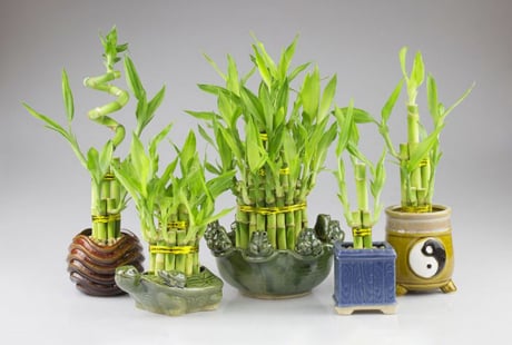 3 loại cây cảnh phong thủy có ý nghĩa tài lộc, may mắn nhất