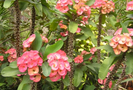 Trong nhà đừng trồng 3 loại cây cảnh này, người khỏe mạnh, tài lộc sung túc