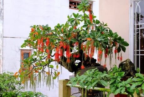 Loại cây trồng trước cửa hứng lộc, trồng sau nhà của cải sinh sôi, là những cây nào?