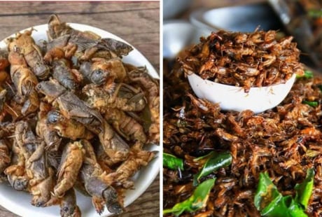 Loài vật 'chó đất' xưa bị vứt bỏ, nay là đặc sản gần 1 triệu/kg: Ở quê có đầy mà ít ai biết