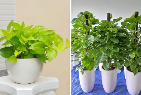 Có nên trồng cây trầu bà trong nhà?