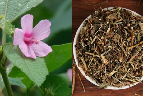 Ké hoa đào: Loài cây từng bị nhổ bỏ không thương tiếc, nay thành “vàng khô” giá 500.000 đồng/kg