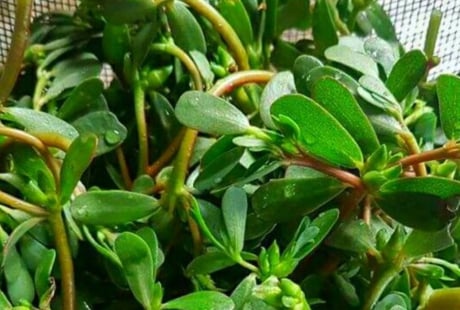 Rau sam: Rau dại rẻ tiền nhưng lợi ích tuyệt vời, thành đặc sản thời hiện đại, thấy nhớ mua ngay