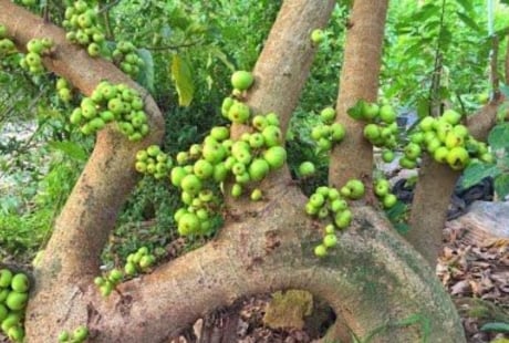 Trồng cây sung có ý nghĩa phong thủy gì? Vì sao người xưa trồng cây sung bên cạnh cây vạn tuế và lộc vừng?