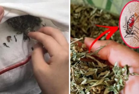 Bỏ nắm lá này vào phòng ngủ: Muỗi nhiều đến mấy cũng bay xa, không cần vượt muỗi hay phun thuốc