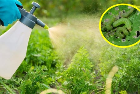 Cách làm thuốc trừ sâu từ các nguyên liệu tự nhiên, vừa hiệu quả, vừa tiết kiệm, an toàn