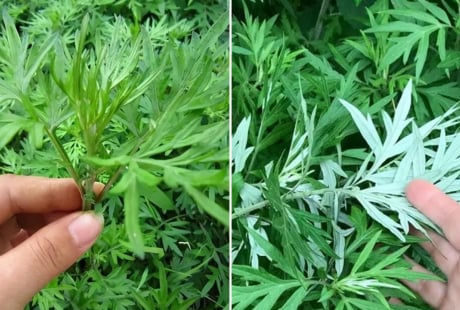 Vì sao các cụ dạy nhà to hay nhỏ, giàu hay nghèo đều nên trồng ngải cứu trước nhà?