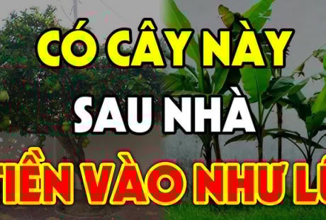4 loại cây Thần Tài Sủng Ái: Trồng ở nhà nào nhà đó phát tài, giàu có