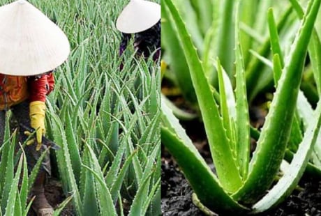Nghề lạ ở Việt Nam: Trồng cây nha đam – “lộc trời” từ cây dại thành đặc sản giải nhiệt mùa hè