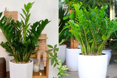 Trồng cây kim tiền có 4 điều cấm kỵ, nhiều người chưa biết